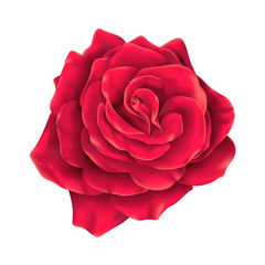 Vector realistic red rose blossom, isolated illustration.