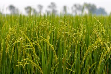 Obraz premium Rice grains and dew drops in the morning.