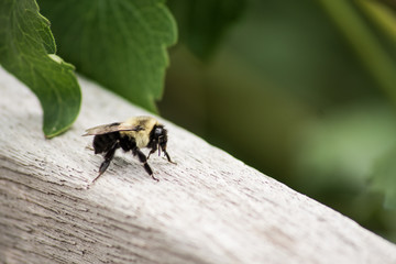 Obraz na płótnie Canvas bumble bee