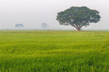 Large trees in rice fields and fog.