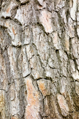 松の木の樹皮