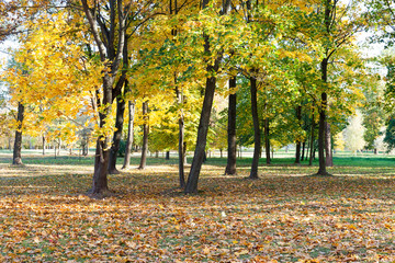 Yellow foliage, autumn