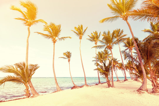 Coconut palm trees an pristine bounty beach