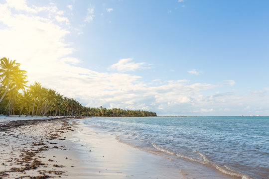 Coconut palm trees an pristine bounty beach