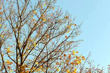 Yellow maple foliage