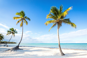 Coconut palm trees an pristine bounty beach - obrazy, fototapety, plakaty