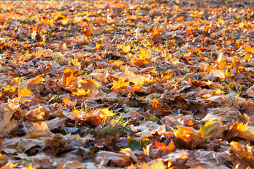 The fallen maple leaves