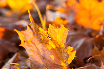 Naklejka na ściany i meble Yellow foliage, autumn
