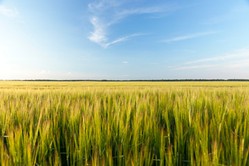An agricultural field with a crop
