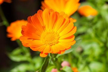 Orange calendula, close-up