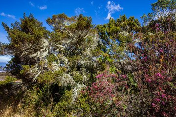 Typical vegetation of the paramo areas in Colombia