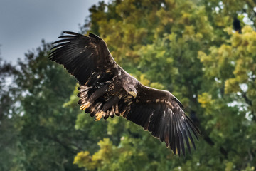 White tailed eagle (Haliaeetus albicilla) europe attack.