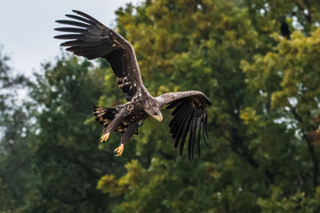 White tailed eagle (Haliaeetus albicilla) europe attack.