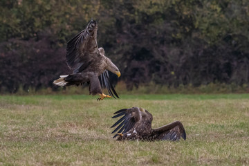 White tailed eagle (Haliaeetus albicilla) europe attack.