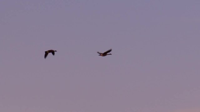 Pair of Canada Geese flying in formation at sunset with mountains in background