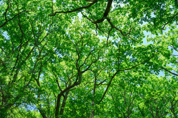 Obraz premium ミズナラの新緑