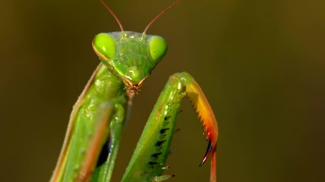European praying mantis waving goodbye