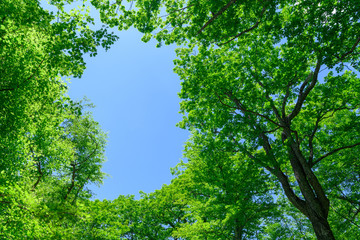 ミズナラの新緑