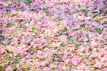 Pink flower Chompoo Pantip blossom in Thailand  , Thai sakura with sweet background , Background