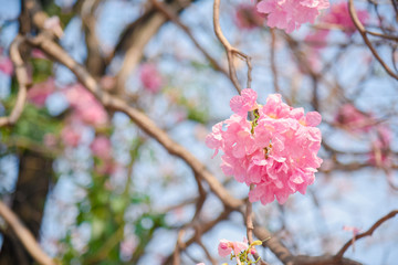 Pink flower Chompoo Pantip blossom in Thailand  , Thai sakura with sweet background , Background