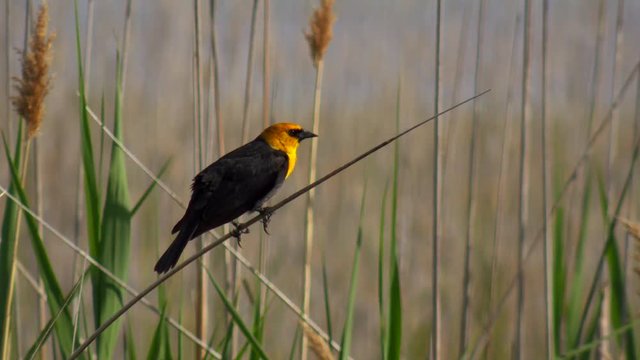Blackbird Yellow-headed