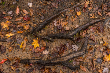 Muddy Rainy Roots