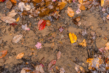 Muddy Fall Leaves