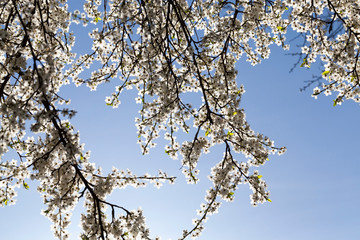 Cherry effloresce