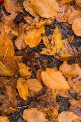 Autumn Leaves on Ground