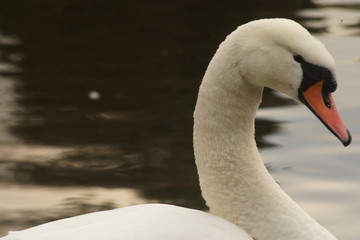 Fototapeta premium duddingston loch