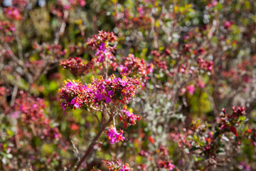 Obraz premium Typical vegetation of the paramo areas in Colombia
