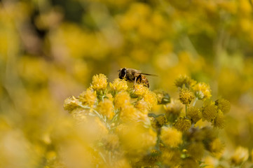 A bush of yellow flowers with a bee-like insect