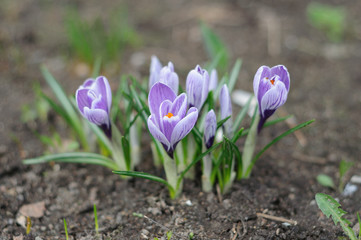 Purple Pickwick crocuses in the spring flowerbed