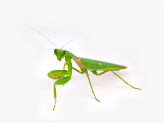 Praying mantis ,on white background.