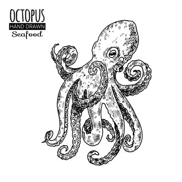 Hand drawn sketch octopus. Seafood vector illustration for menu, restaurants or markets.Retro style.
