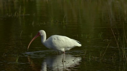 White Ibis walking in shallow wetlands as he searches for food in slow motion.