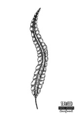 Hand drawn seaweed. Underwater flora, sea water seaweeds aquarium kelp and corals.