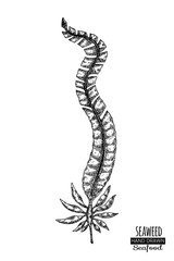 Hand drawn seaweed. Underwater flora, sea water seaweeds aquarium kelp and corals.