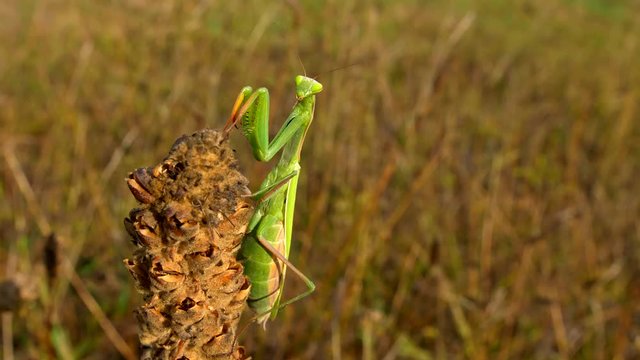 European praying mantis in natural habitat