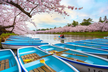 Fototapeta premium Pełny kwiat Sakura - Czereśniowy okwitnięcie przy Hirosaki parkiem, Japonia