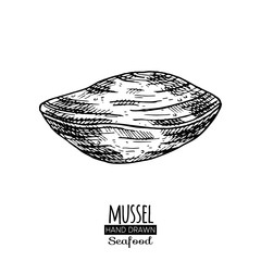 Hand drawn seashell. Monochrome illustration vintage seafood. Oyster sketch. Great for Fish and sea food restaurant menu, flyer, card, business promote.