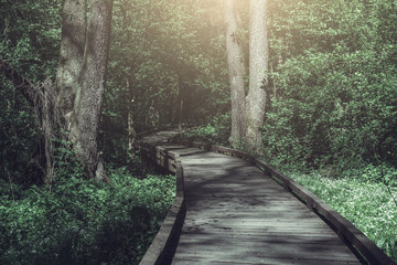 Obraz premium Wooden path, way or walkway, track from planks in forest park in sun light, summer travel concept, perspective