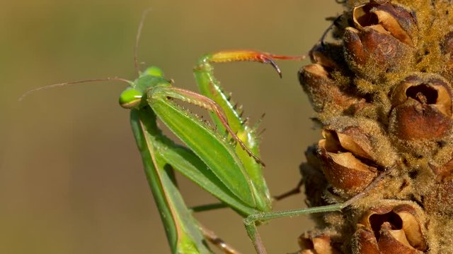 European praying mantis cleaning itself