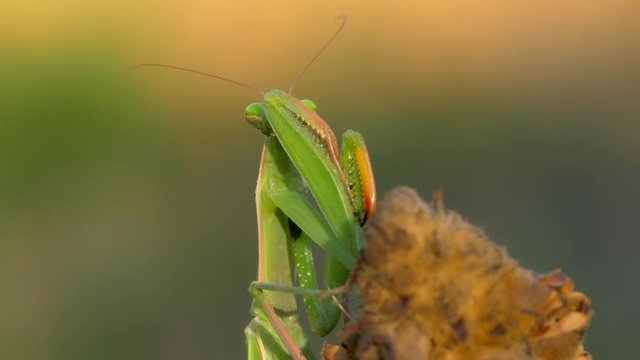European praying mantis (Mantis religiosa) cleaning itself