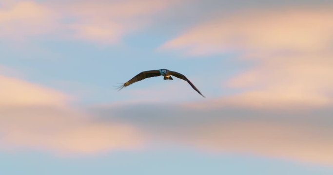 An Osprey hawk flying at sunset.  Nice clouds and dramatic sky. Slow Motion.