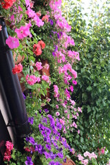 Traditional house and courts with flower in Cordoba, Spain