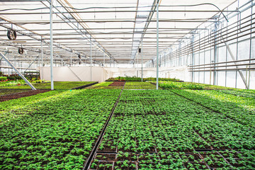 Modern hydroponic greenhouse with climate control, cultivation of seedings, flowers. Industrial...