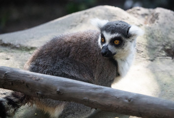 Lemur