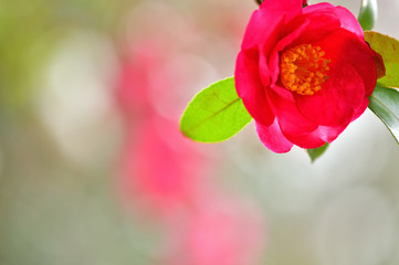 冬の花　山茶花