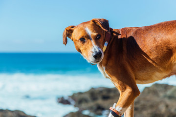 ginger dog on the ocean shore